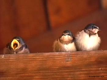 Barn Swallow