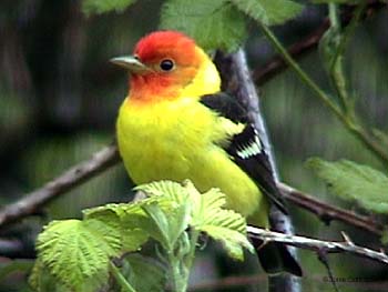 Western Tanager (Male)