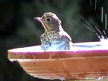 Hermit Thrush