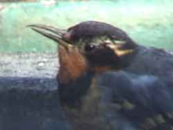 Varied Thrush with Beak Deformity