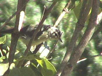 Warbling Vireo