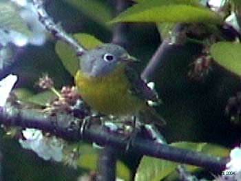 Nashville Warbler