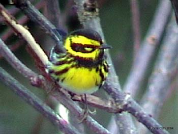 Townsend's Warbler