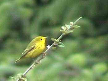 Yellow Warbler