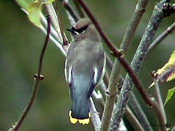 Cedar Waxwing