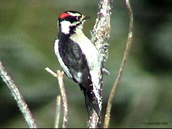 Downy Woodpecker