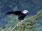 Bald Eagle Taking Flight