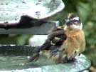 Black-headed Grosbeak Bathing