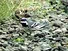 Black-throated Gray Warbler with Seed