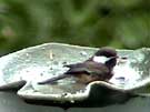 Chestnut-backed Chickadee Bathing