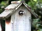 Chestnut-backed Chickadee and Fecal Sac