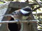 Chestnut-backed Chickadee Warning Call