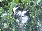 Chestnut-backed Chickadees Shower in Unison