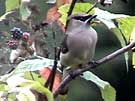 Cedar Waxwings Eating Berries