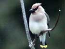 Cedar Waxwing Cleaning Beak