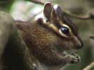 Chipmunk Eating Seeds