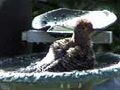 Northern Flicker Bathing