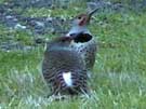 Northern Flickers Dancing