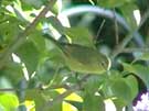 Orange-crowned Warbler in Lilac