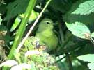 Orange-crowned Warbler Preening