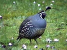 California Quail Eating Daisies