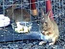 Brush Rabbit Cleaning Face