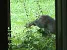 Brush Rabbit Leaping