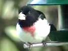 Rose-breasted Grosbeak Shelling Seeds