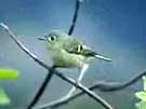 Ruby-crowned Kinglet in Elderberry