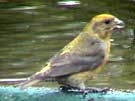 Red Crossbill Female Drinking