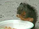 Squirrel Eating Peanut Butter