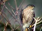 Sharp-shinned Hawk Perching