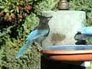 Steller's Jay Grabs Drips