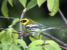 Townsend's Warbler Foraging