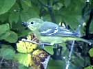 Western Tanager Eating Berries