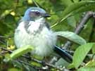 Western Scrub-Jay Stretching